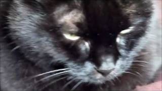 Gene Vincent - I Sure Miss You - Tribute to Our Cat -