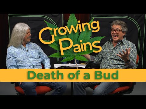 What is Bud Rot? One bad apple may not spoil the bunch.