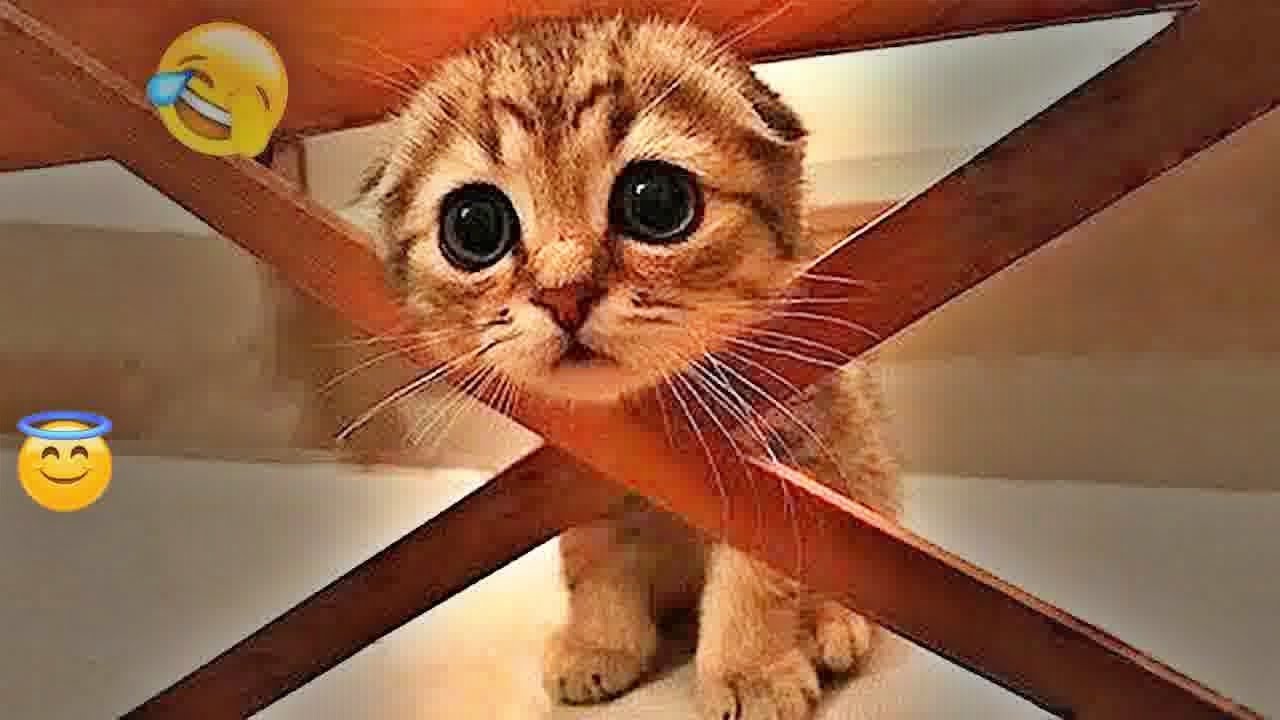 You Laugh You Lose😹🐶Funniest Dogs and Cats 2025😍