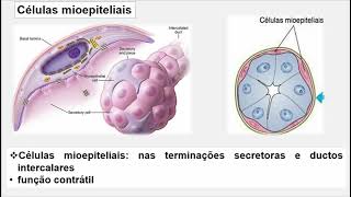 RESUMO - Histologia das glândulas salivares