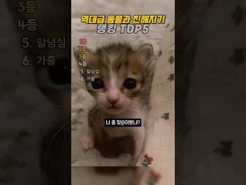 동물과 친해지기 모음집