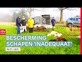 Proces tegen Drentse schapenhouder & verborgen parels in nieuwe beleefroute | Drenthe Nu
