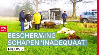Proces tegen Drentse schapenhouder & verborgen parels in nieuwe beleefroute | Drenthe Nu
