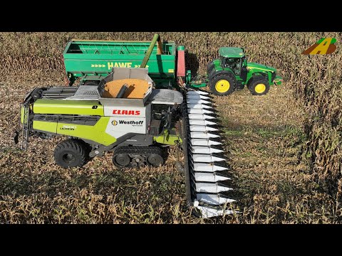 Mais Ernte 2022 Körnermais dreschen Mähdrescher Claas Lexion & Traktor John Deere 8R Landwirtschaft