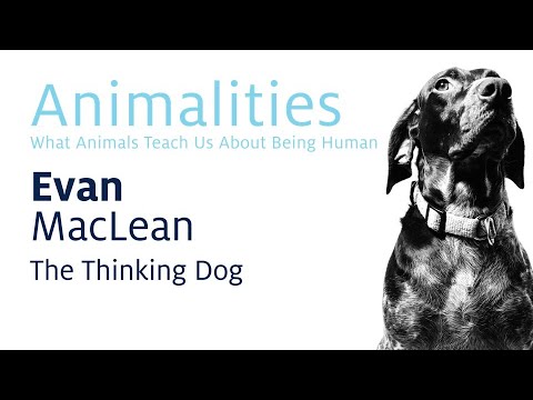 2019 Animalities: The Thinking Dog