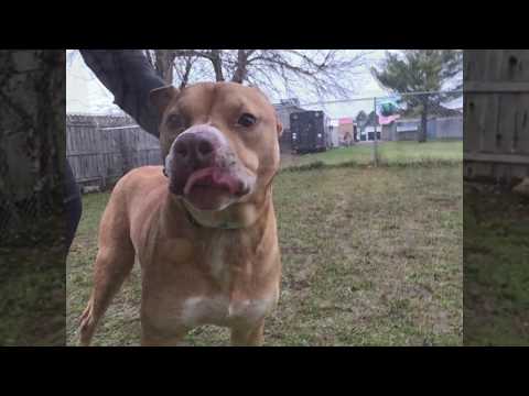 Method, an adopted Pit Bull Terrier Mix in Syracuse, NY_image-1