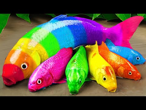 Stop motion ASMR | Crocodile catfish eel hunting colorful koi fish and rainbow carp 스톱 모션