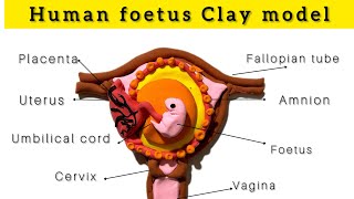 Clay Model of Human Embryo | Science | Embryonic Development | Homemade Clay Tutorial #kidsvideo #