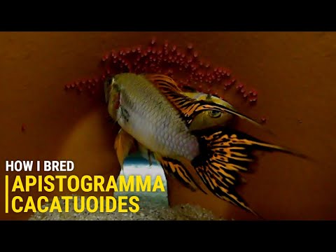 How I Bred Apistogramma Cacatuoides at Home