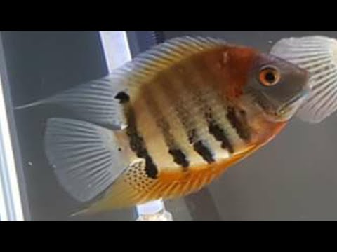 Severum — chov, kŕmenie, tankmates a rozmnožovanie