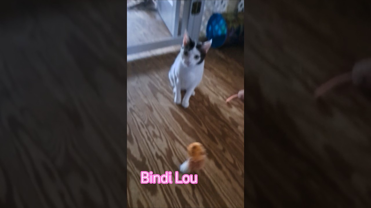 BINDI LOU, a ADOPTABLE Domestic Short Hair in Wilmington, NC video 5/6