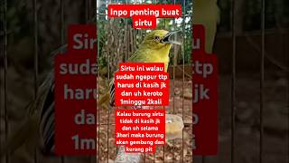 Download lagu inpo penting perawatan burung sirtu mp3