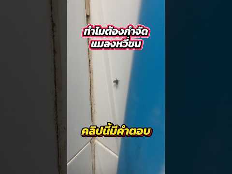 ทำไมต้องกำจัด แมลงท่อ แมลวหวี่ขน ที่อยู่ในห้องน้ำ มีคำตอบ ผงจุลินทรีย์ Bionic Anti Bug ช่วยได้