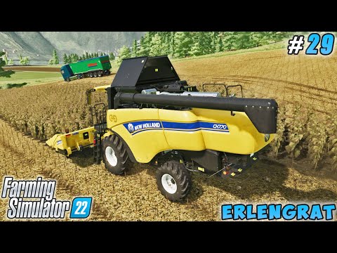 Sunflower harvesting with New Holland CH 7.70, mulching | Erlengrat | Farming simulator 22 | ep #29
