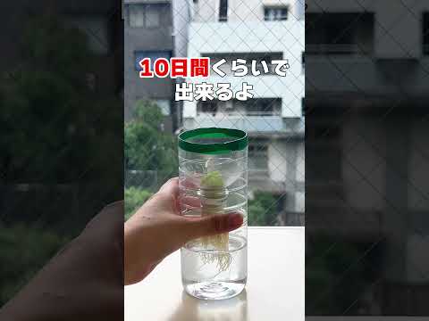 園芸 永久ネギ、多年生ネギ