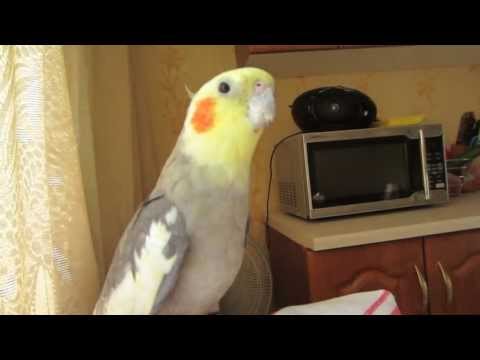 Corella song Latvian