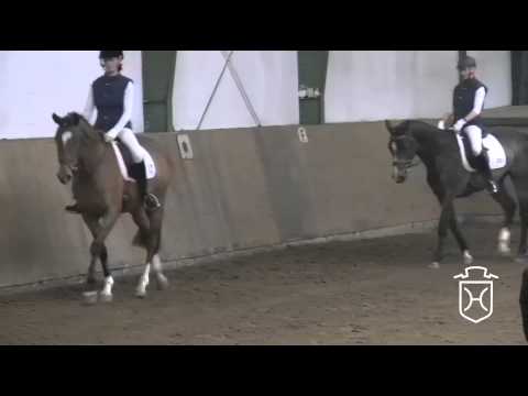 Holsteiner Stute von Hirtentanz - Cracker Jack - Candillo