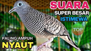 Download lagu Perkutut Lokal Gacor Suara Kung Besar Pancingan Burung Perkutut Agar Bunyi. mp3