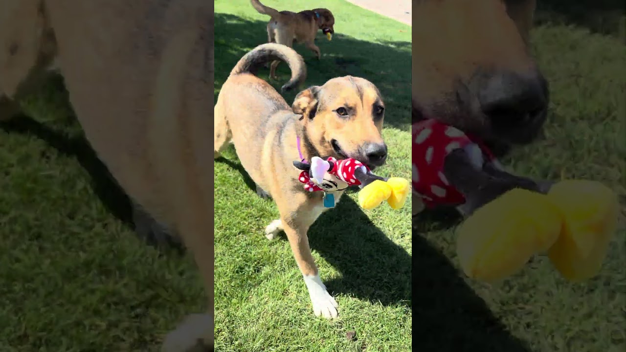 Gizmo, a ADOPTABLE mixed breed in Gilbert, AZ video 6/6