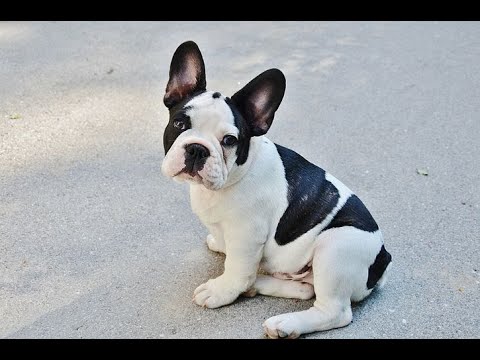 Funny Animals || Funniest Bulldogs Video Compilation #28 || Fx Aqib Ali