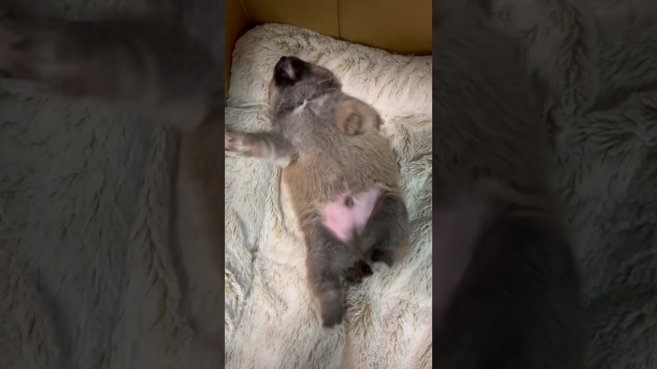 ダンスがキレッキレの子犬dancing puppy #shibainu #shorts