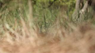 We float - PJ Harvey cover