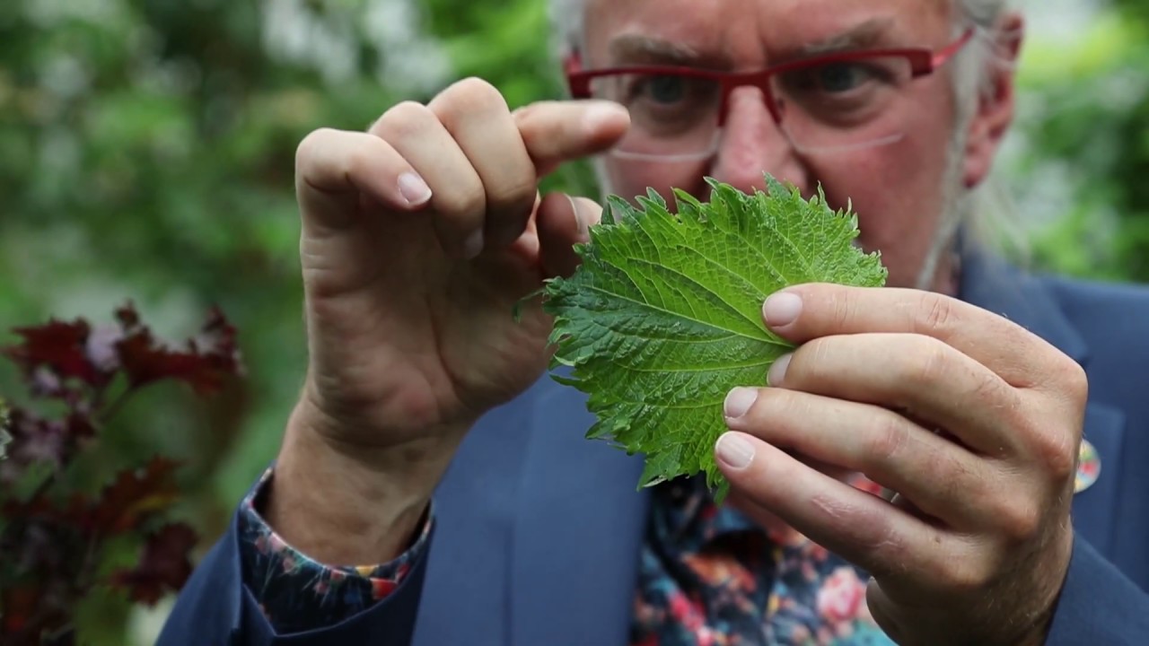 Rob Baan: "Shiso Leaves, fantastic with Sushi and Sashimi"