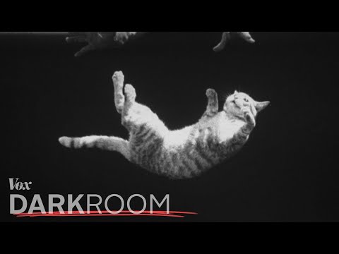 YouTube video about: Why do cats crawl low to the ground?