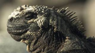 Wild Secrets: Worldwide Ecosystems || Trailer