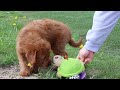 Labradoodle dogs for sale: Sandy - Video 3
