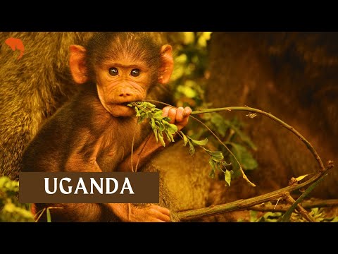 Magischer Moment in Ruanda Thumbnail