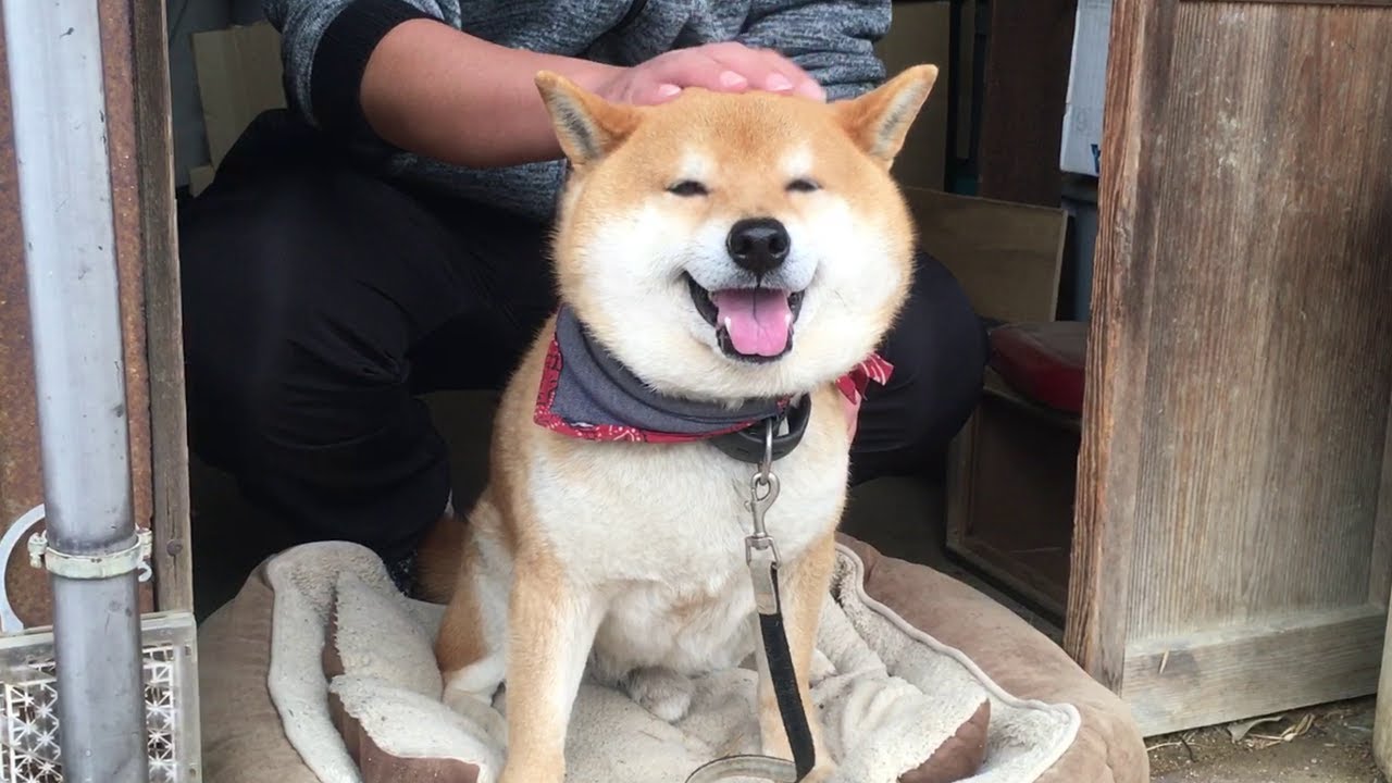 雷が怖くて牧羊犬のように飼い主を小屋に追い込みナデナデさせる柴犬　When thunder strikes, Shibe drives his owner into the shed.