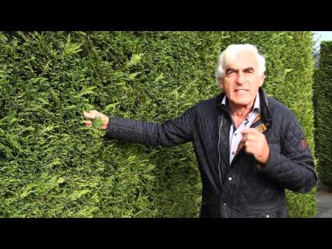 Die Leyland-Zypresse im VOL.AT-Gartentipp