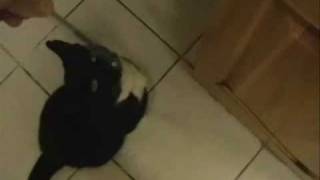 Download lagu A New Cat Video: Back 2 Lucy mp3 Download lagu A New Cat Video: Back 2 Lucy mp3