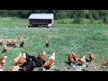 Burning River Chickens