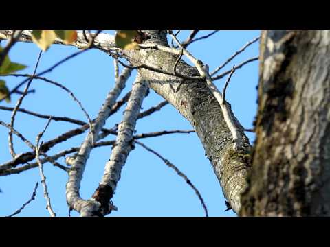 Pileated Woodpecker Upside Down