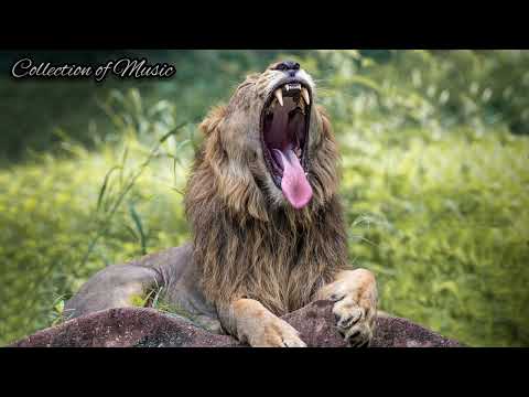 Ziyddin & Rido Zloy - Музыка моя