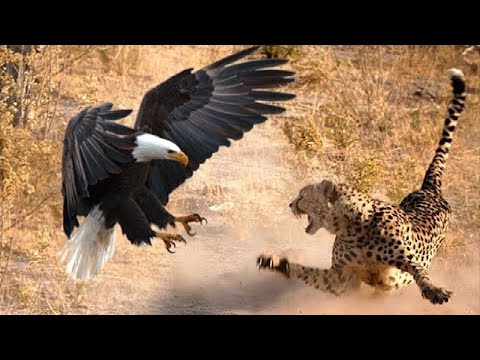 YouTube video about: Where eagles fly bed & breakfast?