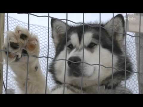 Am nördlichen Ende - mit Polarforschern auf Spitzbergen