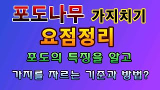 [텃밭농부. 1,323]  포도나무 가지치기 요점 정리. 이 한편이면 OK.