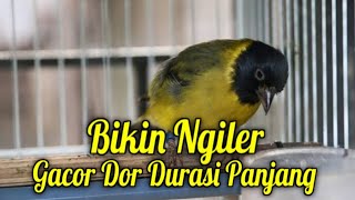 Download lagu SUARA MASTERAN  BLACK SISKIN mp3