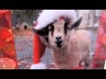 Christmas Goat 