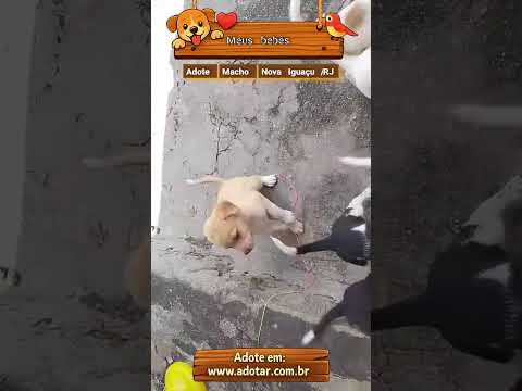 Vídeo de Meus bebês 