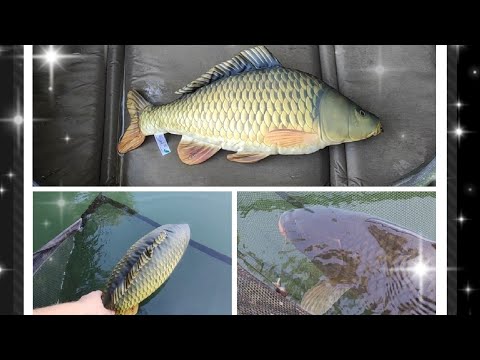 So machst du es richtig. Mit Abhakmatte, Wiegeschlinge. Jeder Fisch zählt.