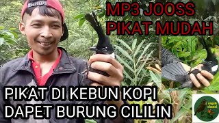 Download lagu PIKAT BURUNG CILILIN. mp3 jos di kebun kopi mp3