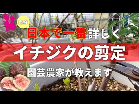 イチジクの剪定方法 植物