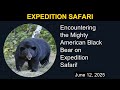Encountering The Mighty American Black Bear On Expedition Safari Expedition Safari