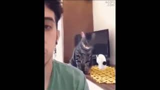 かまって猫ちゃんが可愛い