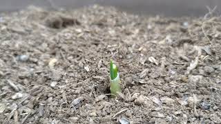 The roots of the Kujo leek planted two days ago are regenerating too quickly 2025-06-14