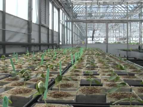 Rooftop greenhouse takes organic to new heights